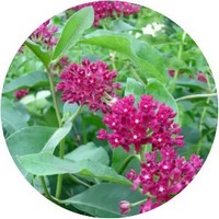 Asclepias Purpurascens