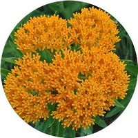 Asclepias Tuberosa