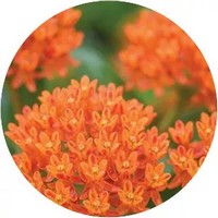 Asclepias Tuberosa