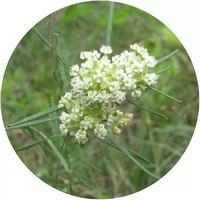 Asclepias Verticillata