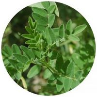 Astragalus Membranaceus