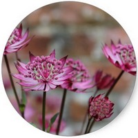 Astrantia Major