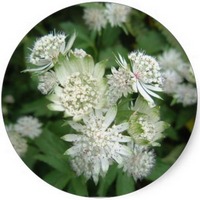 Astrantia Major