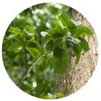 Balsamo de Peru-Myroxylon Balsamum