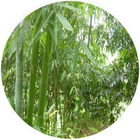Bambu - Dendrocalamus