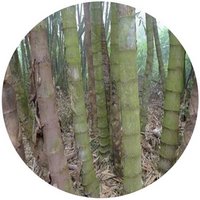 Bambu - Dendrocalamus