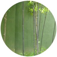 Phyllostachys Nigra - Bambou Noir