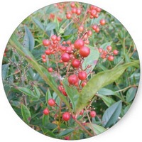 Bambu Sagrado- Nandina Domestica