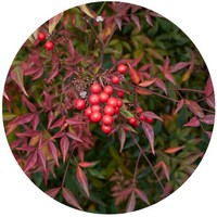 Bambu Sagrado- Nandina Domestica