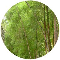 Thyrsostachys Siamensis