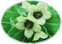 Hyoscyamus Niger