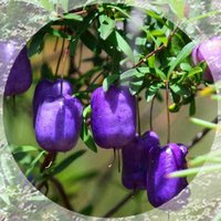 Billardiera - Purple Appleberry