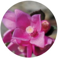 Boronia - Sydney Rose