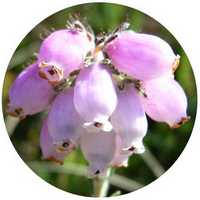 Brezo de Turbera: Erica Tetralix