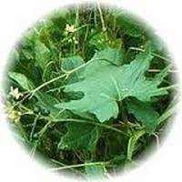 Bryonia Alba - Bryonia Dioica