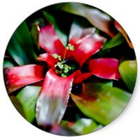 Bromelia
