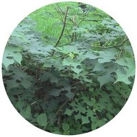 Broussonetia Papyrifera - Paper Mulberry