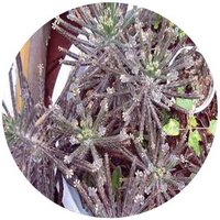 Bryophyllum Pinnatum