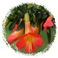 Cantua Buxifolia