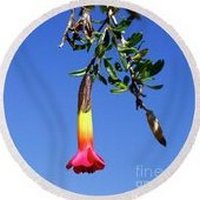 Cantua Buxifolia