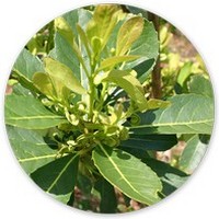 Baccharis Articulata - Carqueja