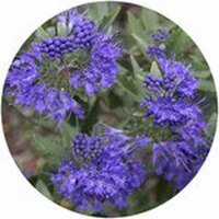 Caryopteris