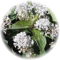 Ceanothus Americanus