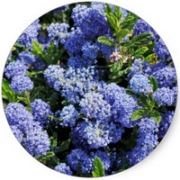 Ceanothus