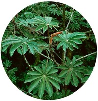 Cecropia Pachystachya