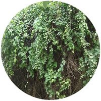 Celastrus Orbiculatus