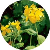 Celidonia Menor - Ficaria Verna