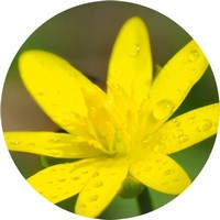 Celidonia Menor - Ficaria Verna