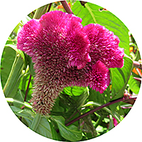 Celosia - Cock's comb
