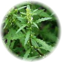Chenopodium Album