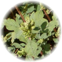 Chenopodium Ambrosioides