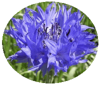 Centaurea Montana