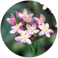 Centaurium Erythraea - Centaury
