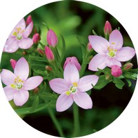 Centaurium Erythraea - Centaury