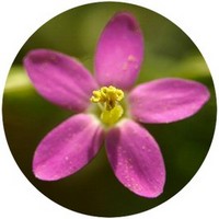 Centaurium Erythraea - Centaury