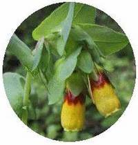 Cerinthe Major