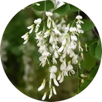 Cladrastis Kentuckensis