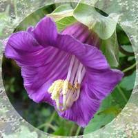 Cobaea Scandens