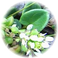 Cochlearia Officinalis