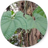 Cochlearia Officinalis