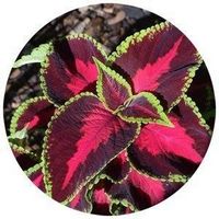 Coleus Tuberosus