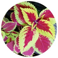 Coleus Tuberosus