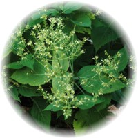 Colinsonia Canadensis