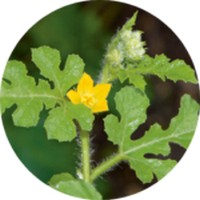 Citrullus Colocynthis