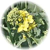 Brassica Napus - Colza