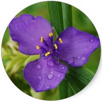 Commelina Communis - Dayflower